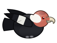 Andean Condor