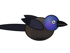 Common Grackle