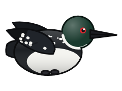 Common Loon