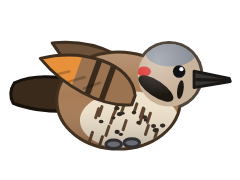 Northern Flicker