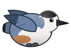 Nuthatch