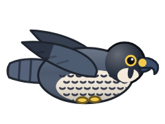 Peregrine Falcon