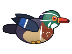 Wood Duck